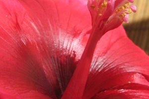 dark red hibiscus